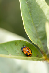 Fototapeta premium Ladybug pupa transforming on green leaf