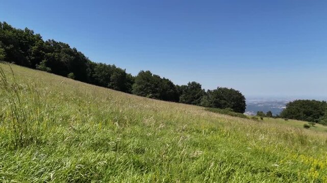 vista da un drone che  sorvola l&rsquo;erba alta sulla cima della montagna, avanzando lentamente verso la linea degli alberi e rivelando un paesaggio naturale luminoso e incontaminato