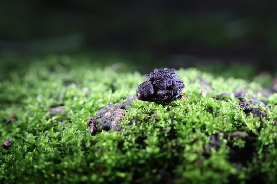 Black fungus growing on green moss with natural light and blurred background, showing detailed texture and contrast in natural environment