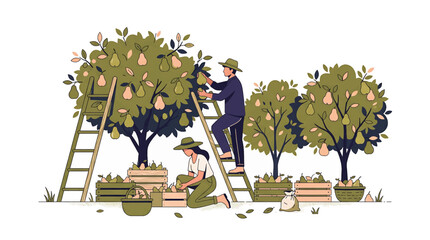 Farmers harvesting apples from trees with ladders and baskets. © Agung