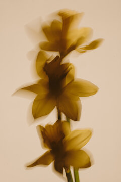 Soft And Blurry Yellow Floral Artistic Portrait With Warm Tones