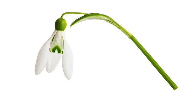 Single snowdrop flower with green stem and leaves