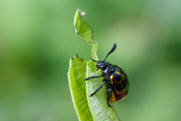 Naklejka premium Colorful beetle on green leaf with soft blurred background, close up macro photography showing detailed insect texture and natural environment in vibrant outdoor setting