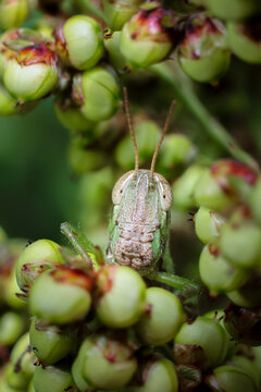 Grasshopper head close up macro photo with green buds surrounding, showing detailed insect texture and natural environment in soft focus background