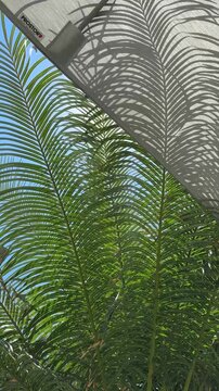 Green cycas palm fronds growing under a greenhouse glass roof structure with shadow patterns