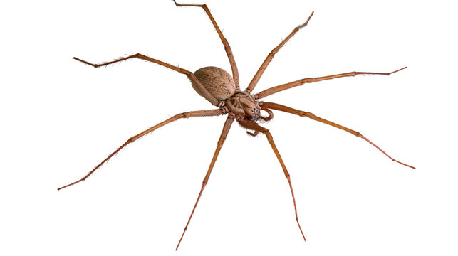 Brown recluse spider with long legs and segmented body