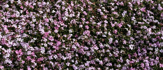 Obraz premium Colorful flowers cover the ground in a garden during the daytime in spring