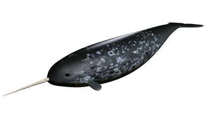 Narwhal whale with long spiral tusk © Liselotte
