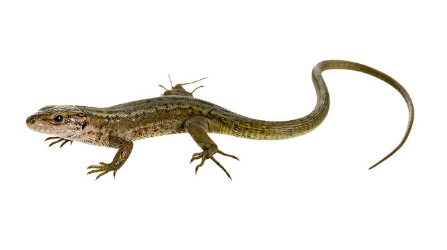 Brown and green lizard with long tail on white