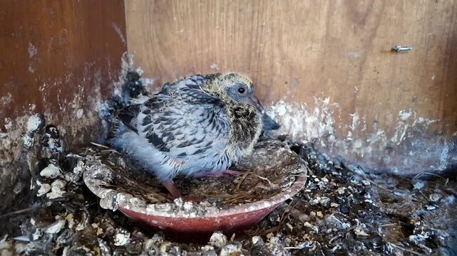 Un jeune pigeon &eacute;tait perch&eacute; sur son nid, attendant ses parents.  Une sc&egrave;ne de jour dans le pigeonnier.
