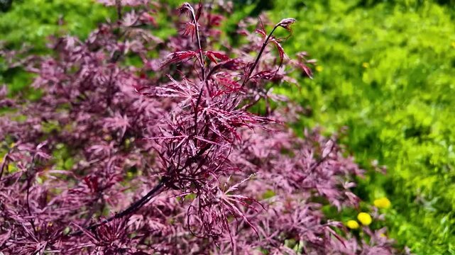 Feuillage rouge d'un jeune &eacute;rable japonais (Acer palmatum) sous un soleil vif dans un jardin.