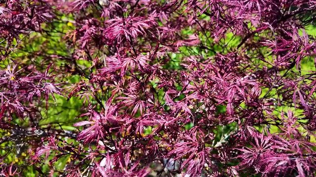 Feuillage rouge d'un jeune &eacute;rable japonais (Acer palmatum) sous un soleil vif dans un jardin.