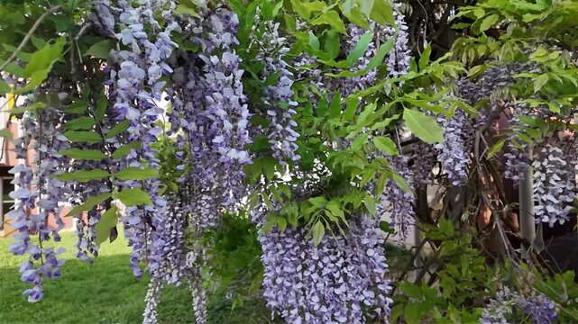 Des grappes de branches de glycines violettes en pleine floraison qui se balancent le long d'une fa&ccedil;ade de maison dans le Doubs, en France. Sc&egrave;ne avec la lumi&egrave;re d'un matin au printemps.