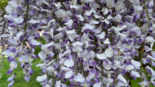 Des grappes de branches de glycines violettes en pleine floraison qui se balancent le long d'une fa&ccedil;ade de maison dans le Doubs, en France. Sc&egrave;ne avec la lumi&egrave;re d'un matin au printemps.
