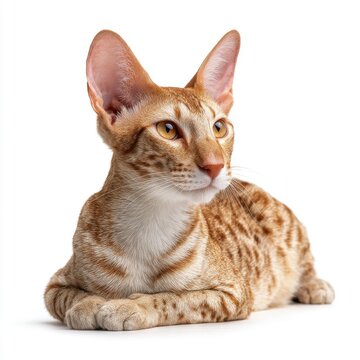 Ginger Tabby Cat With Large Ears Resting On A Clean White Background Studio Portrait