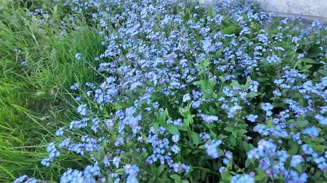 Myosotis en fleurs secou&eacute;s par le vent sur fond vert. Fond de fleurs de printemps. Gros plan, discret, bleu.
