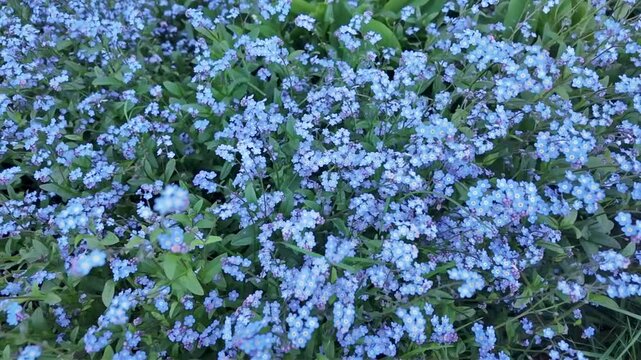 Myosotis en fleurs secou&eacute;s par le vent sur fond vert. Fond de fleurs de printemps. Gros plan, discret, bleu.
