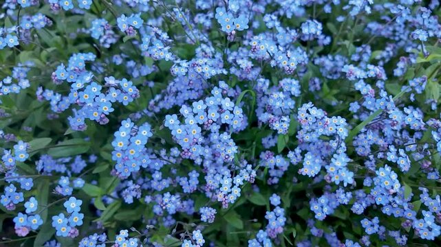 Myosotis en fleurs secou&eacute;s par le vent sur fond vert. Fond de fleurs de printemps. Gros plan, discret, bleu.