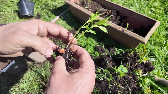 S&eacute;paration de jeunes arbustes (P&ecirc;che de vigne) qui ont pouss&eacute;s dans la terre depuis leurs noyaux. Sc&egrave;ne au printemps avec un temps ensoleill&eacute;.