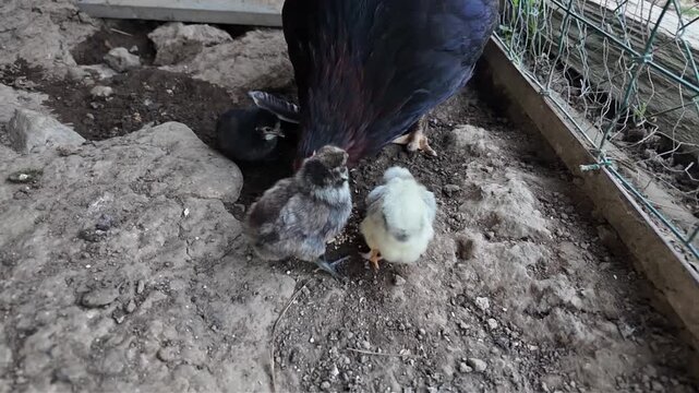 Des poussins et une poule noire en libert&eacute;, qui picorent des graines dans une basse-cour. Sc&egrave;ne en journ&eacute;e dans le poulailler en ext&eacute;rieur.