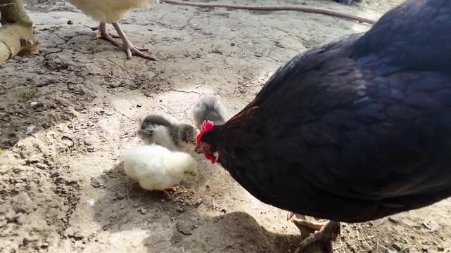 Des poussins et une poule noire en libert&eacute;, qui picorent des graines dans une basse-cour. Sc&egrave;ne en journ&eacute;e dans le poulailler en ext&eacute;rieur.