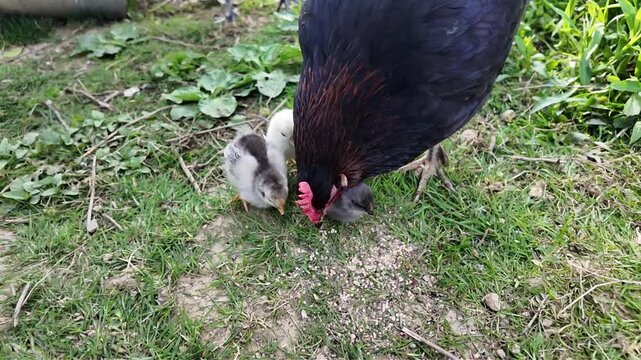 Des poussins et une poule noire en libert&eacute;, qui picorent des graines dans une basse-cour. Sc&egrave;ne en journ&eacute;e dans le poulailler en ext&eacute;rieur.