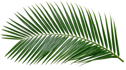 Green palm frond with many thin leaves © Theodore