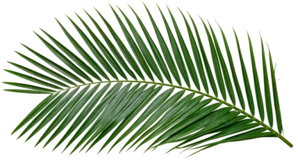 Fotobehang Tropisch Green palm frond with many thin leaves  © Theodore