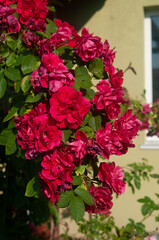 Naklejka premium Vibrant Red Climbing Rose Bush with Green Leaves and Sunny-day Setting