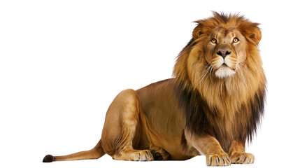 Majestic male lion with full mane resting on white © Aisling