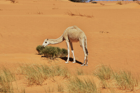A camelsin the Sahara Desert in Mauritania