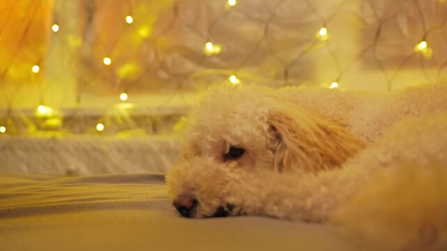 Sleepy miniature poodle relaxes beside glowing Christmas lights in a cozy home