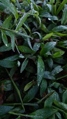 Obraz premium Macro shot of fresh green grass blades covered in morning dew drops