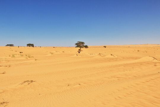 Nature of Sahara Desert, Mauritania, West Africa
