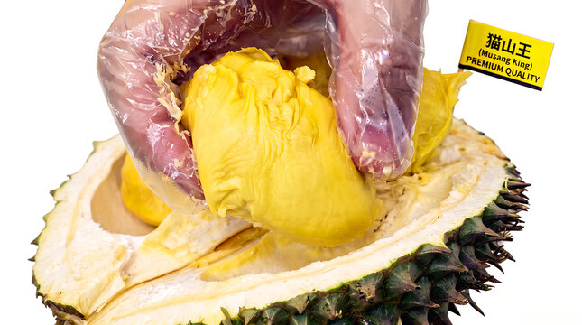 Hand wearing plastic glove holding fresh Musang King durian flesh.
