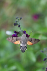Fototapeta premium Hummingbird Hawk-moth, Macroglossum stellatarum, hover near vibrant purple flower blossoms in a natural garden setting