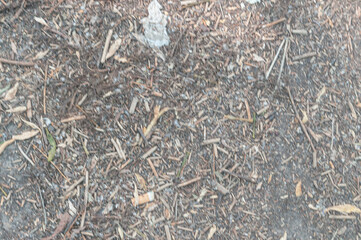 Fototapeta premium Dry ground with wood chips and organic debris-