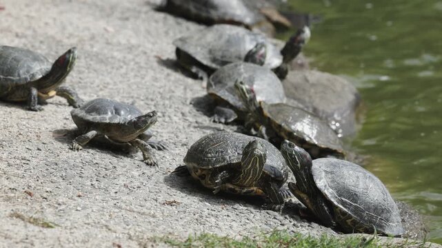 Red-eared slider turtles in Ohori Park, Fukuoka Japan