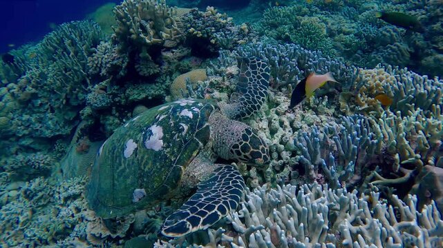 Dolly forward to a critically endangered hawksbill sea turtle (Eretmochelys imbricata) eating while nestled among the dense corals as a blackbelt hogfish (Bodianus mesothorax) swims around it. Dauin