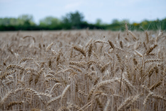 Close-up of ripe wheat field before harvest