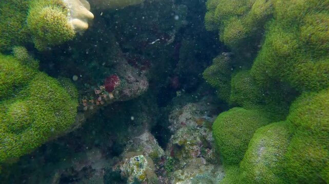 Dolly forward to a narrow passage in between stony coral formation covered by green star polyp (Pachyclavularia violacea) in a captivating underwater scene seen during diving in Dauin, Philippines