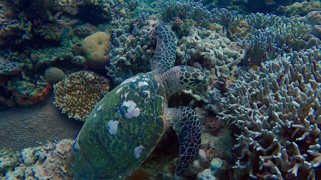 Orbit shot to a critically endangered hawksbill sea turtle (Eretmochelys imbricata) eating while nestled among the dense corals as a blackbelt hogfish (Bodianus mesothorax) swims around it