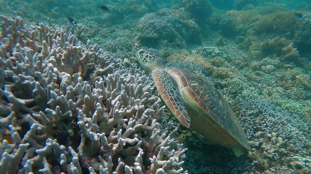 Orbit shot to a green sea turtle with a missing hind flipper casually resting against the dense colony of finger coral (Montipora digitata) amidst the bustling coral reef. Dauin, Philippines