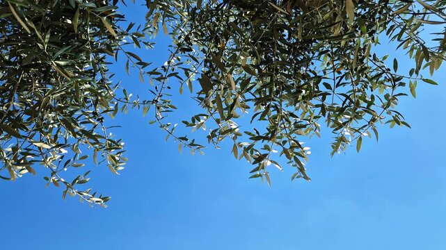 Close-up view of olive trees in Assisi, the city of St. Francis, Umbria, Italy