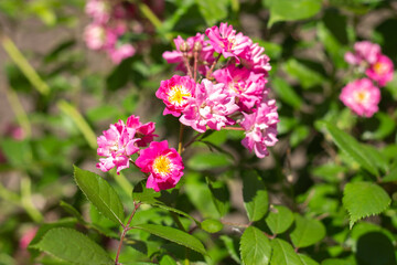 Naklejka premium Blooming Garden Park in Beautiful Spring Colors