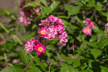 Obraz premium Blooming Garden Park in Beautiful Spring Colors