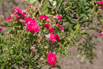 Fototapeta premium Blooming Garden Park in Beautiful Spring Colors