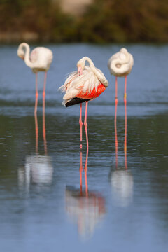 Greater flamingos (Phoenicopterus roseus) cleaning their feathers in the shallow water of a lagoon in the Camargue, France.