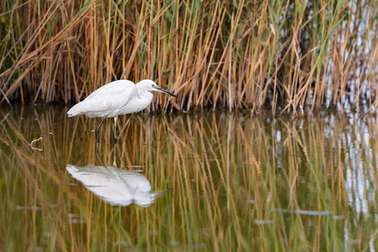Little egret (Egretta garzetta) hunting in the shallow water of a lagoon in the Camargue, France.