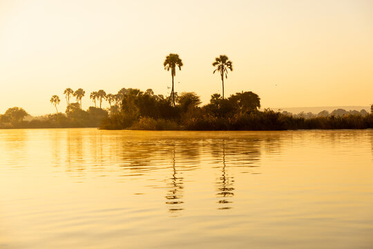 palm trees at sunrise, Zambezi River, Zimbabwe, Africa